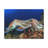Cuttlefish Couple Mating Print Animal Wall Art-684862944
