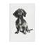 Dessin de teckel assis sur toile par Cartissi-1715639741