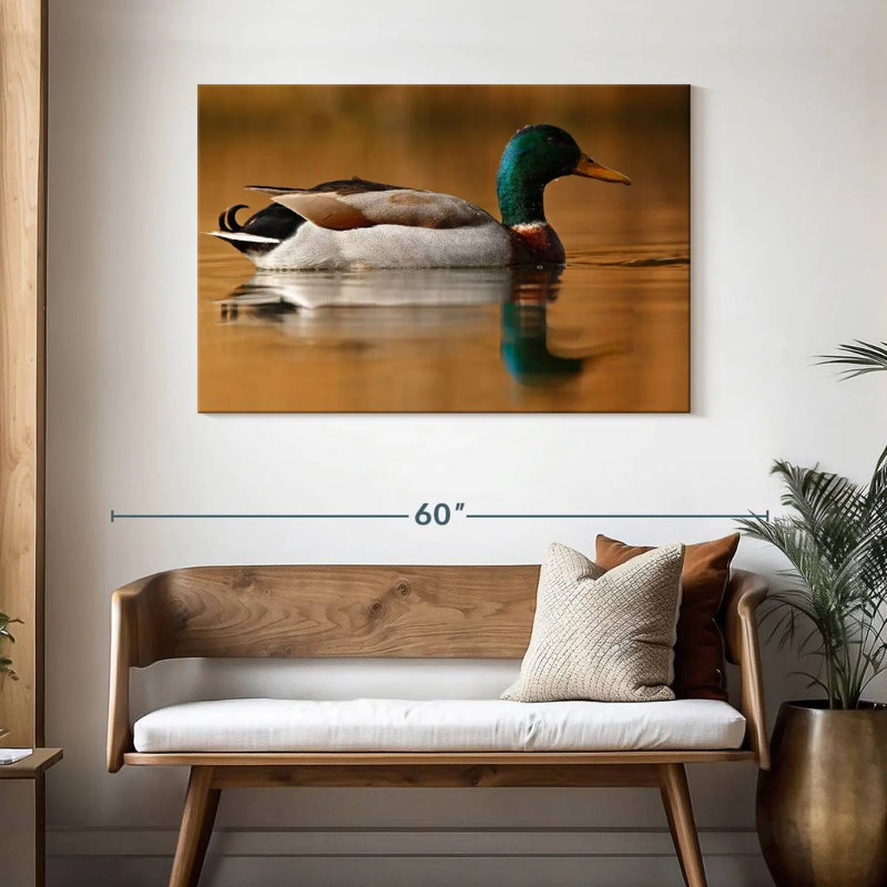 Canard colvert Brampt, H 30 po x l 45 po