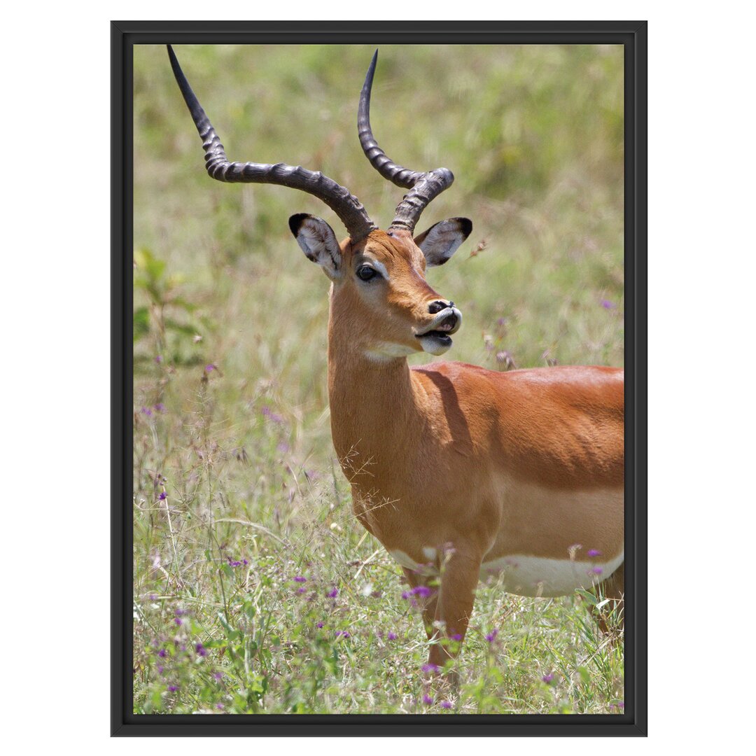 Gerahmtes Wandbild DorkasgazelleWildgras