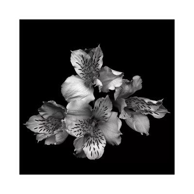 Alstoemeria II, B&W by Magda Indigo - Wrapped Canvas Gallery-Wrapped Canvas Giclée