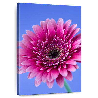 Harnek Pink Gerbera Daisy I