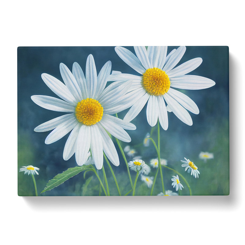 Pretty Daisy Flowers - Wrapped Canvas Print, 40cm H x 60cm W x 3cm D