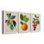 Feuillage antique et fruit VI - ensemble de 3 peintures sur toile encadrées-305686316-305686315