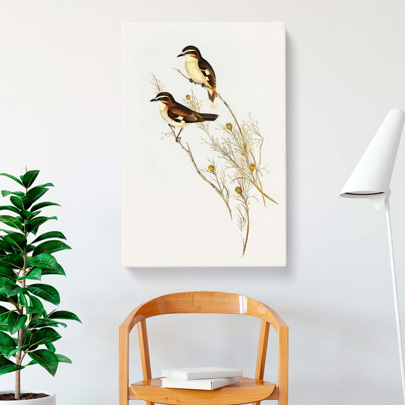 White Eyebrowed Robins by Elizabeth Gould - Wrapped Canvas, 60cm H x 40cm W x 3cm D