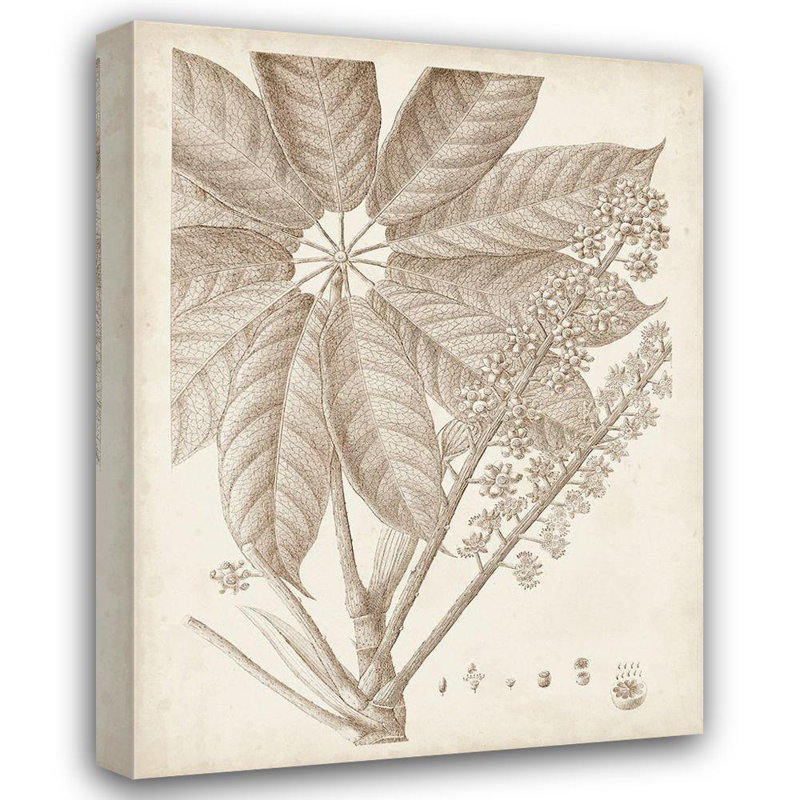 Art sur toile tendue Red Barrel Studio® Vision Studio Gallery: Sépia, plantes exotiques V, H 18 po x l 15 po