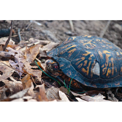 Turtle Turtle - Wrapped Canvas Print