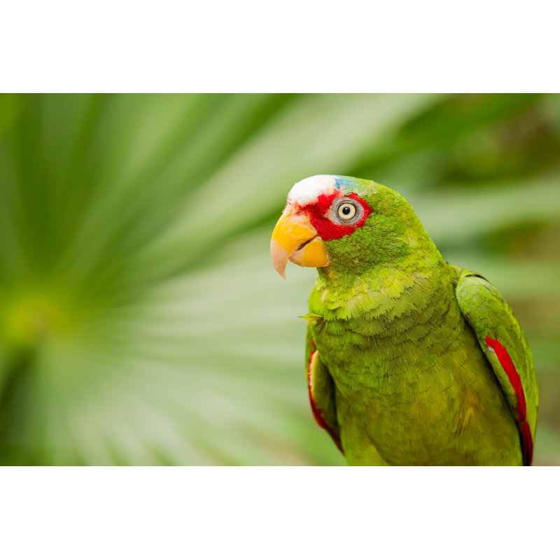 White-fronted Parrot by Czekma13 - Wrapped Canvas Print, 81cm H x 122cm W
