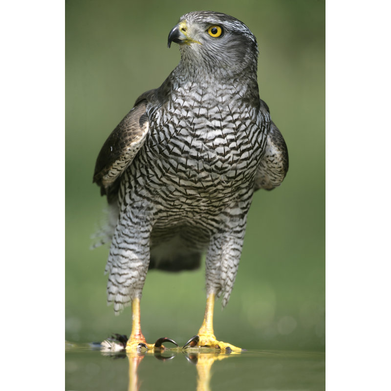 Goshawk, Accipiter Gentilis - Wrapped Canvas Print, 46cm H x 30cm W