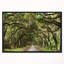 Live Oak Tunnel - Imprimé-1557552024-1604748974