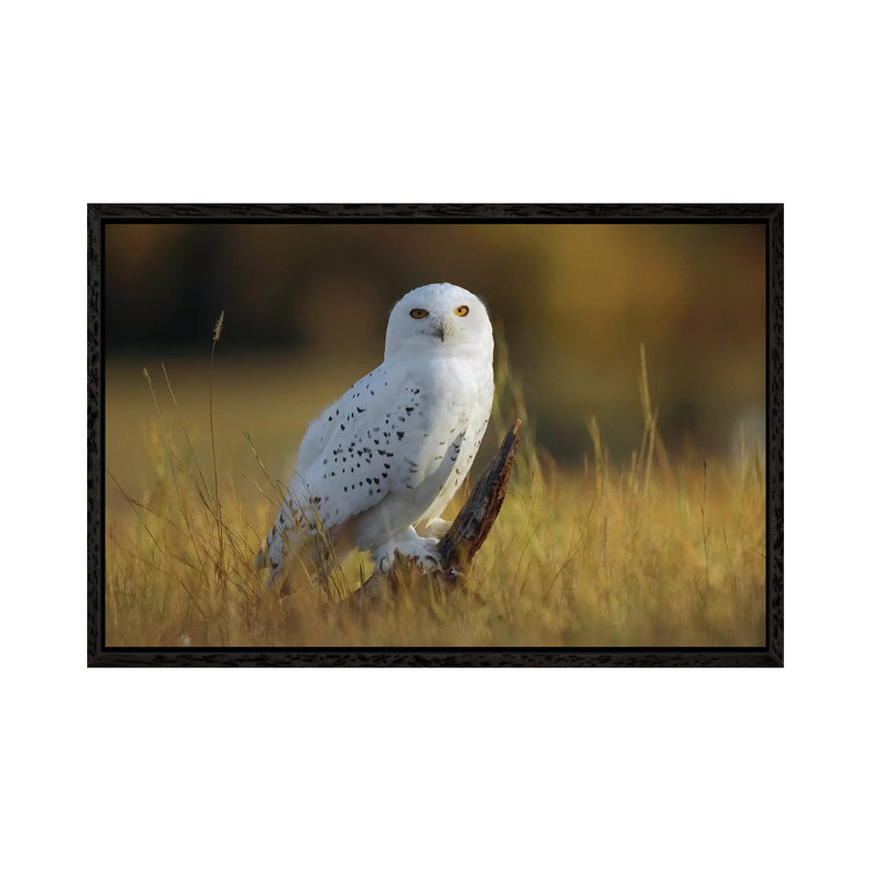 Snowy Owl Amid Dry Grass, British Columbia, Canada by Tim Fitzharris - Floater Frame Gallery-Wrapped Canvas Giclée on Canvas