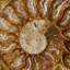 Genuine Calcified Ammonite Half from Madagascar (0.3 Ibs)