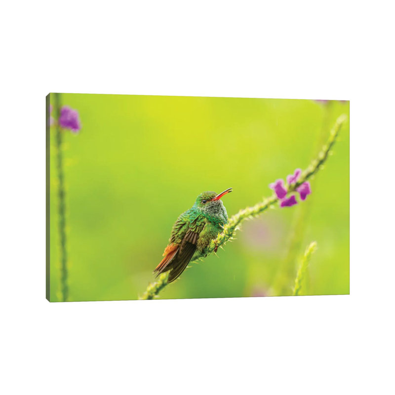 Costa Rica, Arenal. Rufous-Tailed Hummingbird And Vervain Flower. by Jaynes Gallery - Wrapped Canvas Print