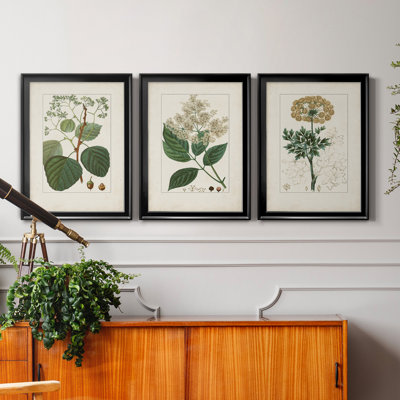 Antique Turpin Botanical IV - Ensemble de 3 peintures sur toile encadrées