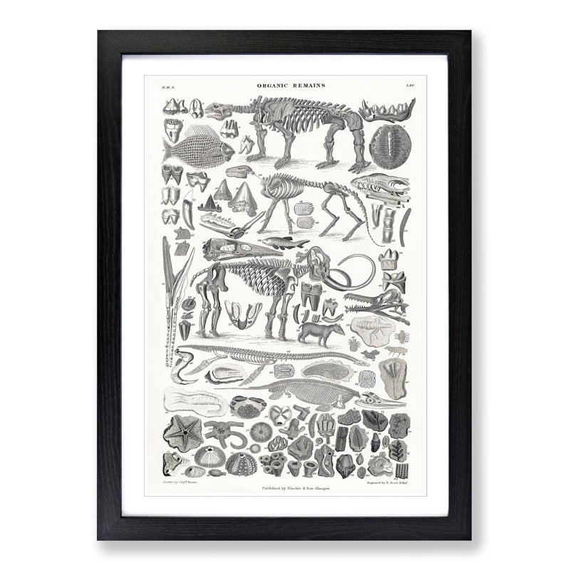 Fossils and Skeletons LXV by Oliver Goldsmith - Picture Frame Drawing Print on MDF, 87cm H x 62cm W x 2cm D, Black Framed