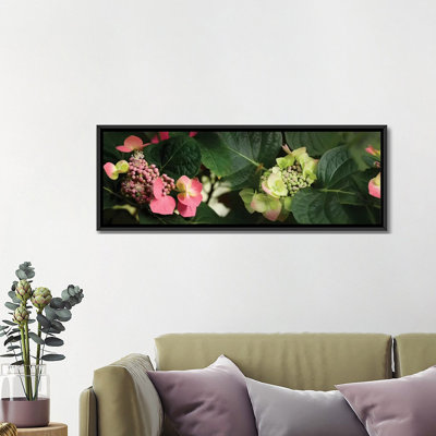 " Close-Up Of Hydrangeas Flowers " Color Photography