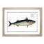 Mackerel Fish by M.E. Bloch - Framed Print-55577482-55577483