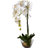 Orchid Arrangement in Vase