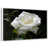 Cadre flottant blanc sélectionné