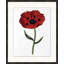 Red Flower 6 Print