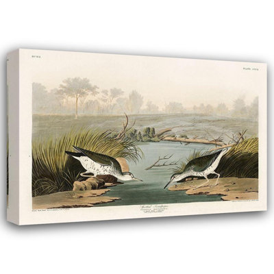 «Red Barrel Studio® Audubon, John James Gallery», art sur toile tendue: Bécasseau tacheté