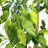 48'' Faux Ficus Tree in Wicker/Rattan Basket