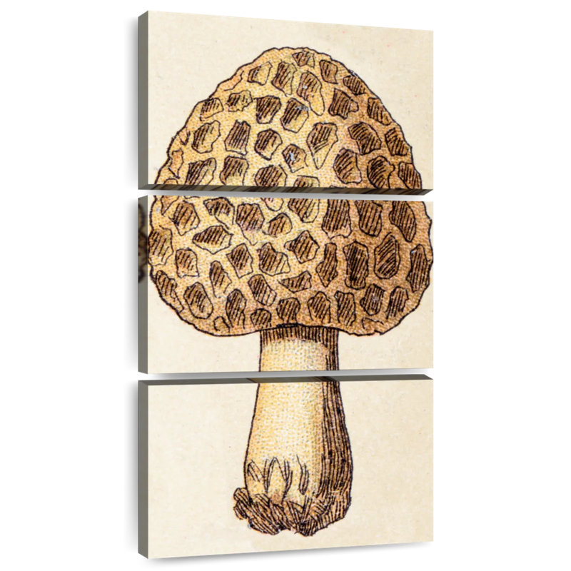 Morille et champignon