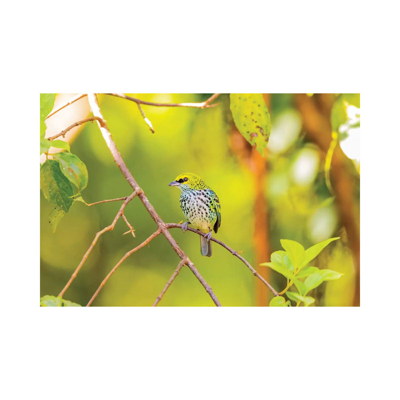 Central America, Costa Rica. Speckled Tanager In Tree. by Jaynes Gallery - Wrapped Canvas Gallery-Wrapped Canvas Giclée