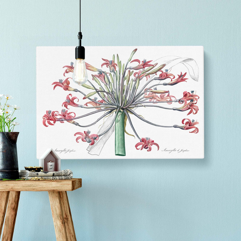 Amaryllis Josephine Flowers - Wrapped Canvas, 50cm H x 76cm W x 3cm D