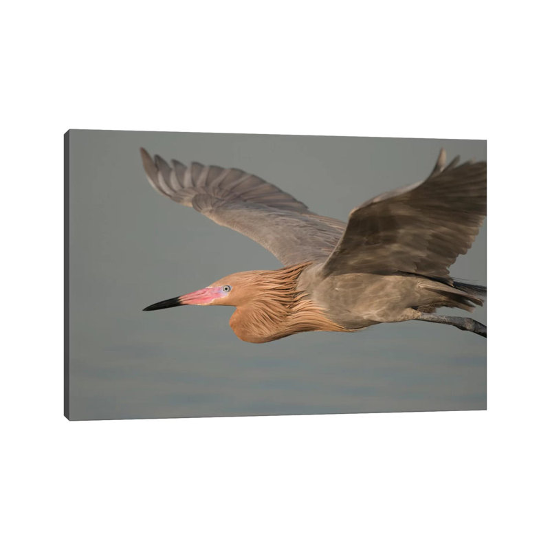 Reddish Egret Flying, Fort Desoto Park, Florida 1 Piece Wrapped Canvas Wall Art, 101.6 cm H x 66.04 cm W x 1.91 cm D