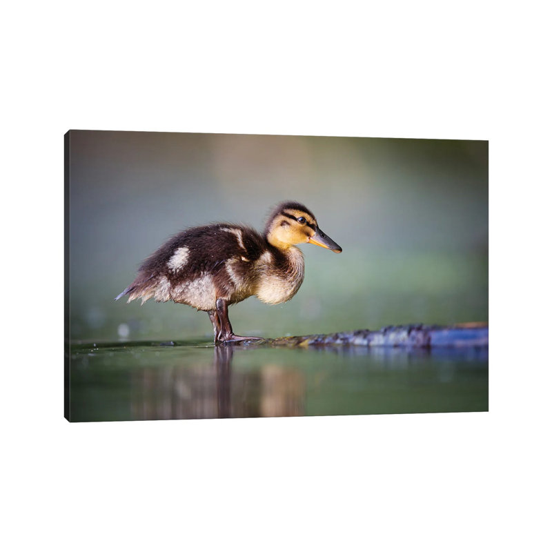 Duckling II by Mateusz Piesiak - Wrapped Canvas Print, 20.32cm H x 30.48cm W x 1.905cm D