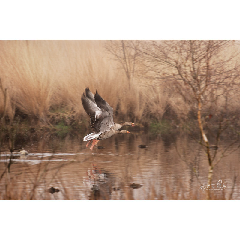 «Fly Away» par Martin Podt - impression, H 8 po x l 12 po, Toile tendue