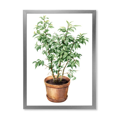 Ficus benjamina dans un pot de fleurs en argile - peinture sur toile