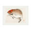 Art sur toile, poisson kono bairei tai-103086764