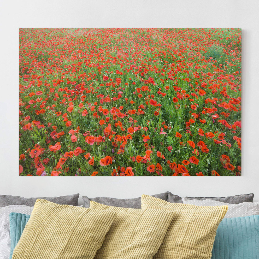 Leinwandbild Poppy Field