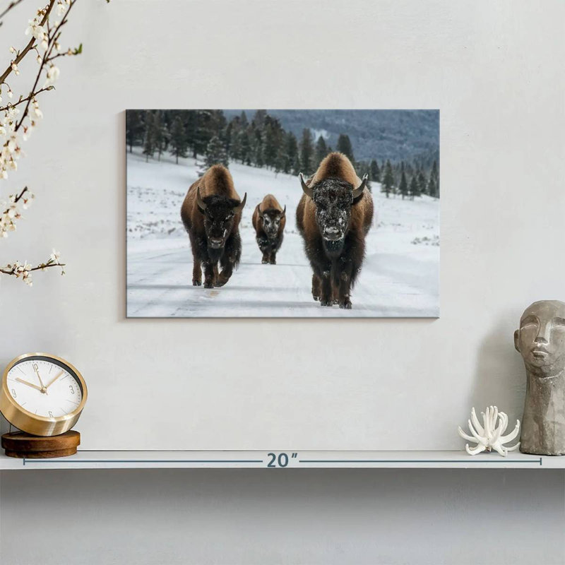 Photographie d'un bison de Brampt à Yellowstone, H 8 po x l 12 po