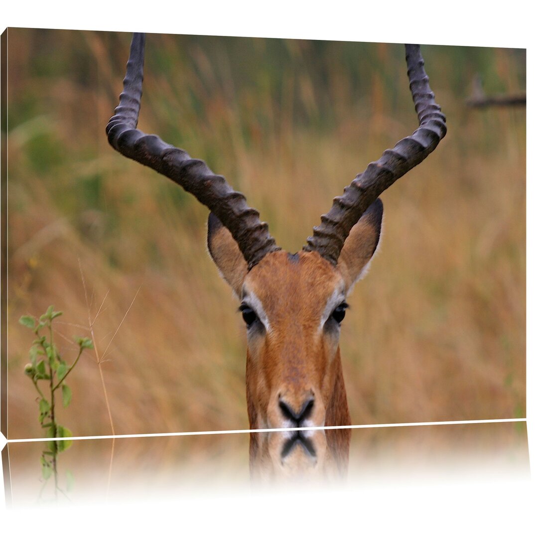 Leinwandbild Prächtige Dorkasgazelle