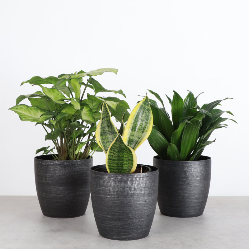 Live Low Light Houseplant Set of 3, Brushed Silver