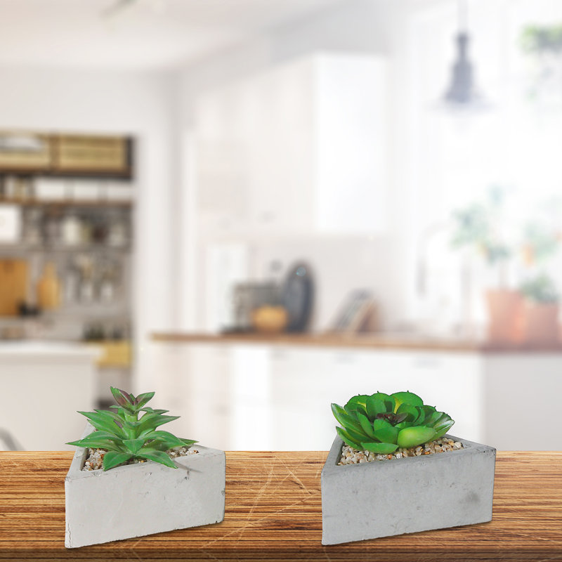 Succulent Arrangement in Pot