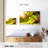 Yarlin Freshly Picked Grapes-107675005