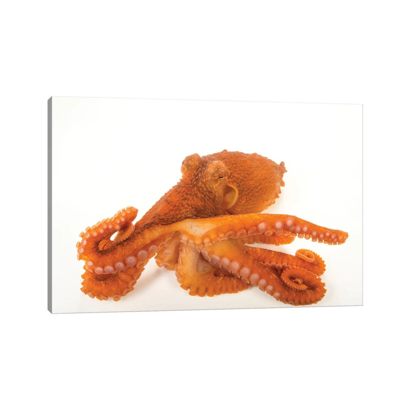 A Female Giant Pacific Octopus At The Alaska Sealife Center In Seward, AK II by Joel Sartore - Gallery-Wrapped Canvas Giclée on Canvas
