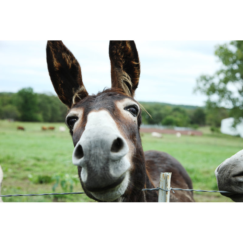 Headshot Of Donkey - Wrapped Canvas Print, 81cm H x 122cm W x 3.8cm D