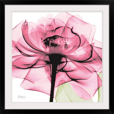 Manigault 'Rose X-Ray by Kiranjit Photographic Print