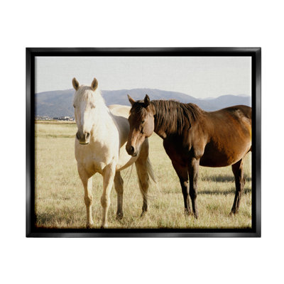 Chevaux de campagne, nature animalière - photographie
