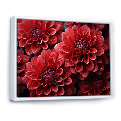 «Crimson Mums Elegance Blooms» - art mural sur toile Mums
