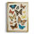 " Collected Flutter II "-136436277-136436276