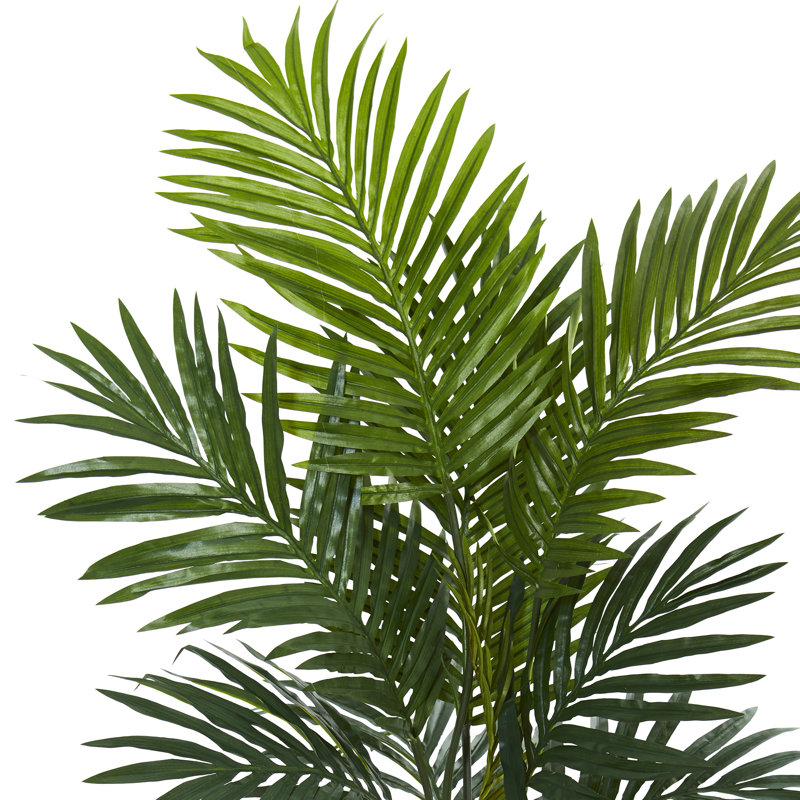 Plante de palmier en pot 38,5 po kentia