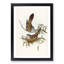 Crested Pigeons by Elizabeth Gould - Framed Print-55490268-55490269