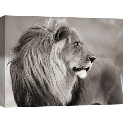 Male Lion, Namibia by Anonymous - Wrapped Canvas Print