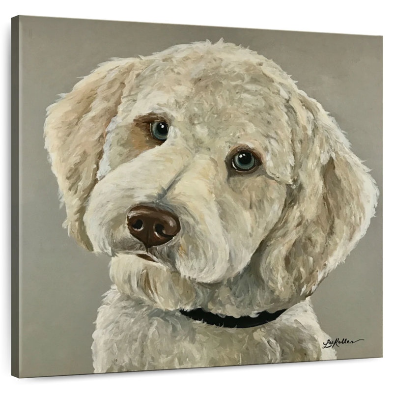 Bramend Goldendoodle sur fond gris, H 10 po x l 10 po